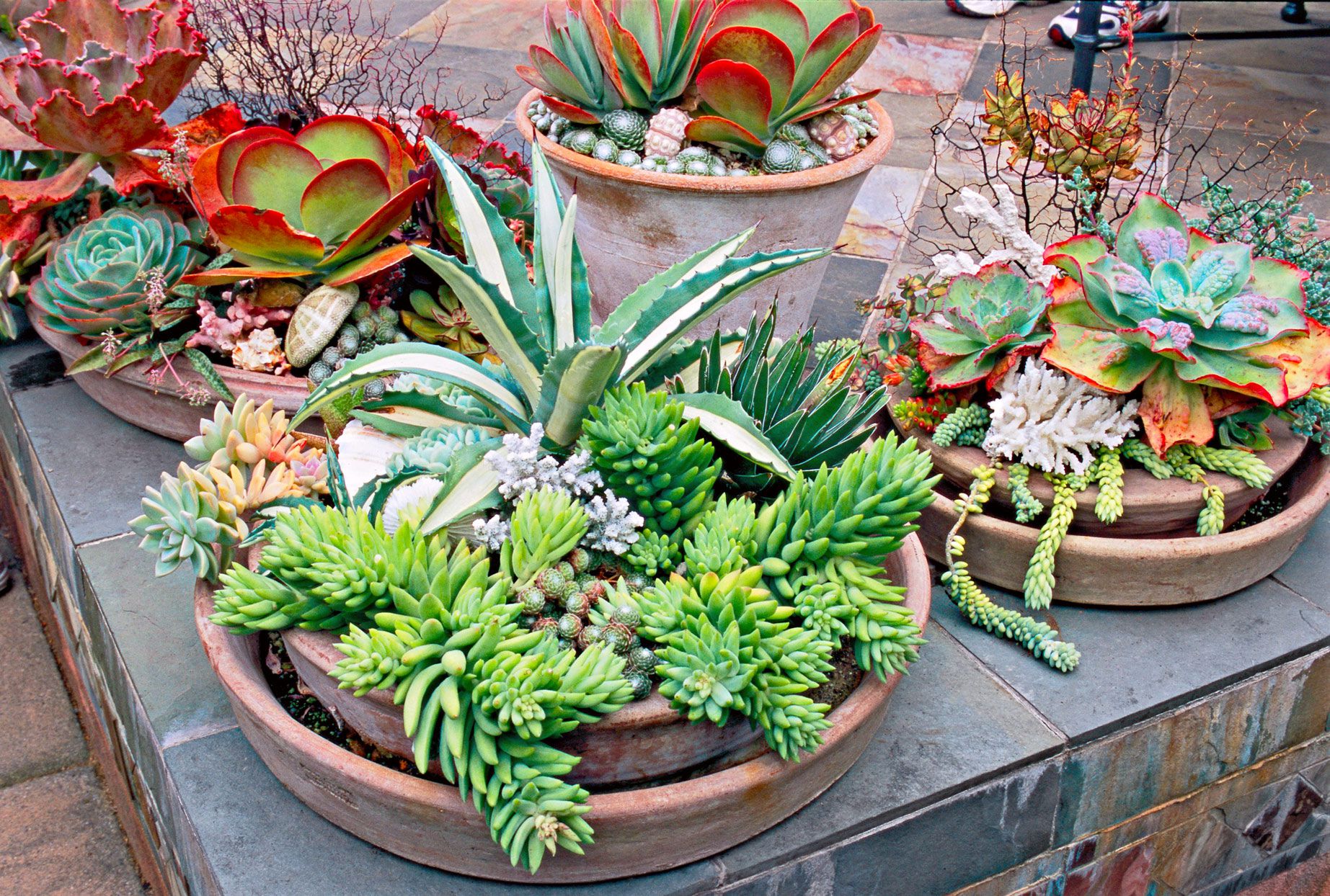 pots for succulents