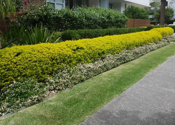 pingo de ouro como cultivar o arbusto e os principais usos