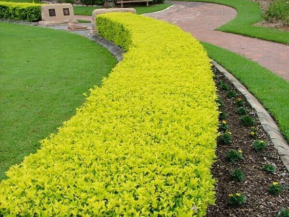 pingo de ouro como cultivar o arbusto e os principais usos