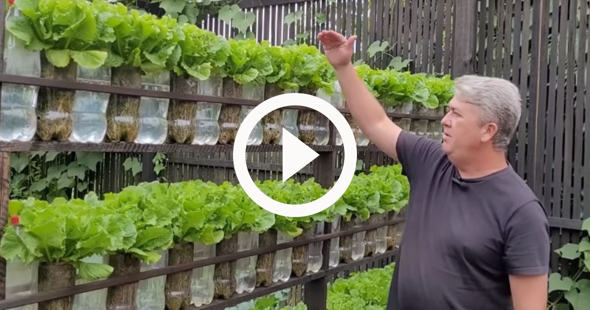 horta-suspensa-35-maneiras-criativas