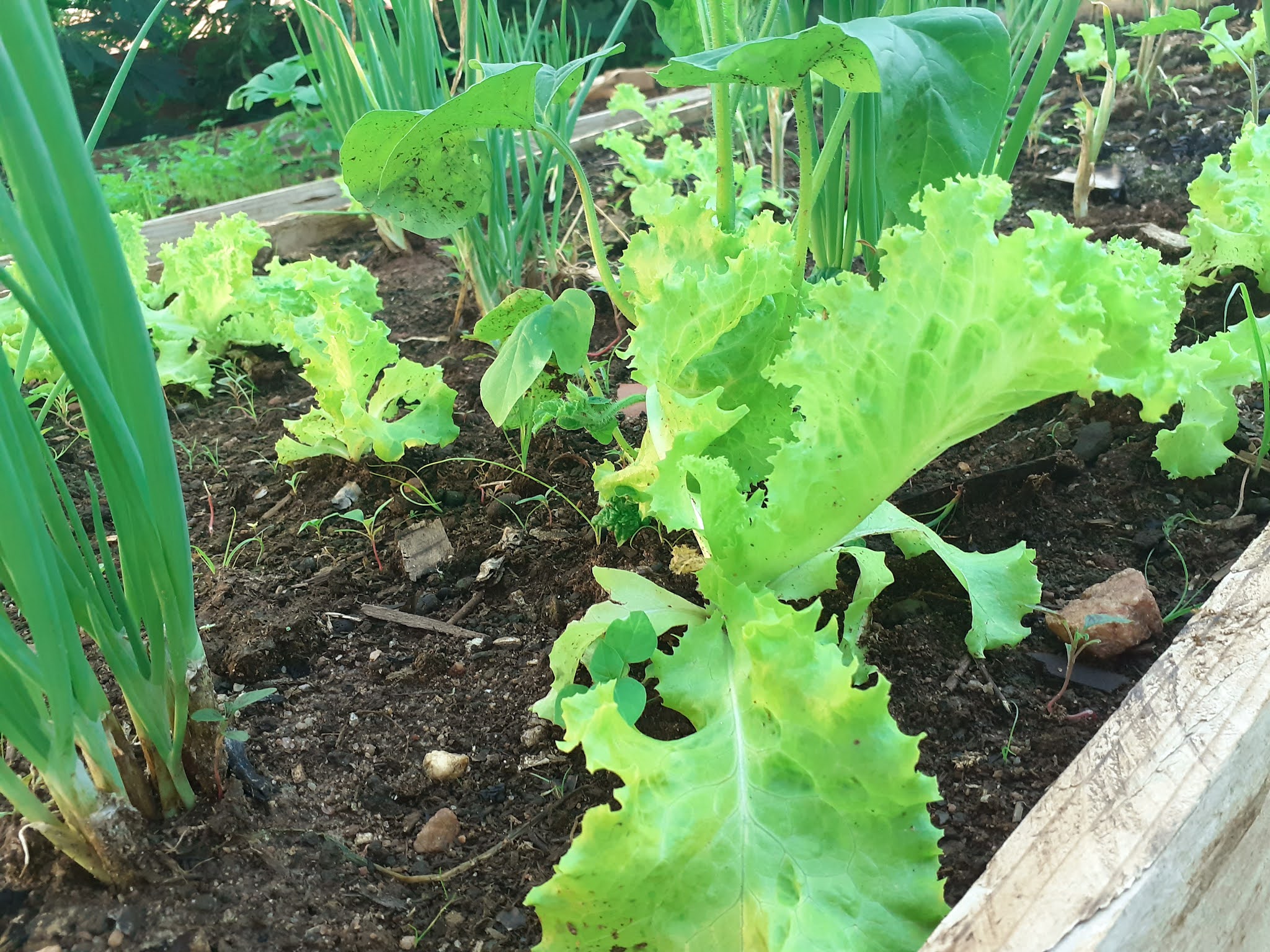 horta-suspensa-35-maneiras-criativas