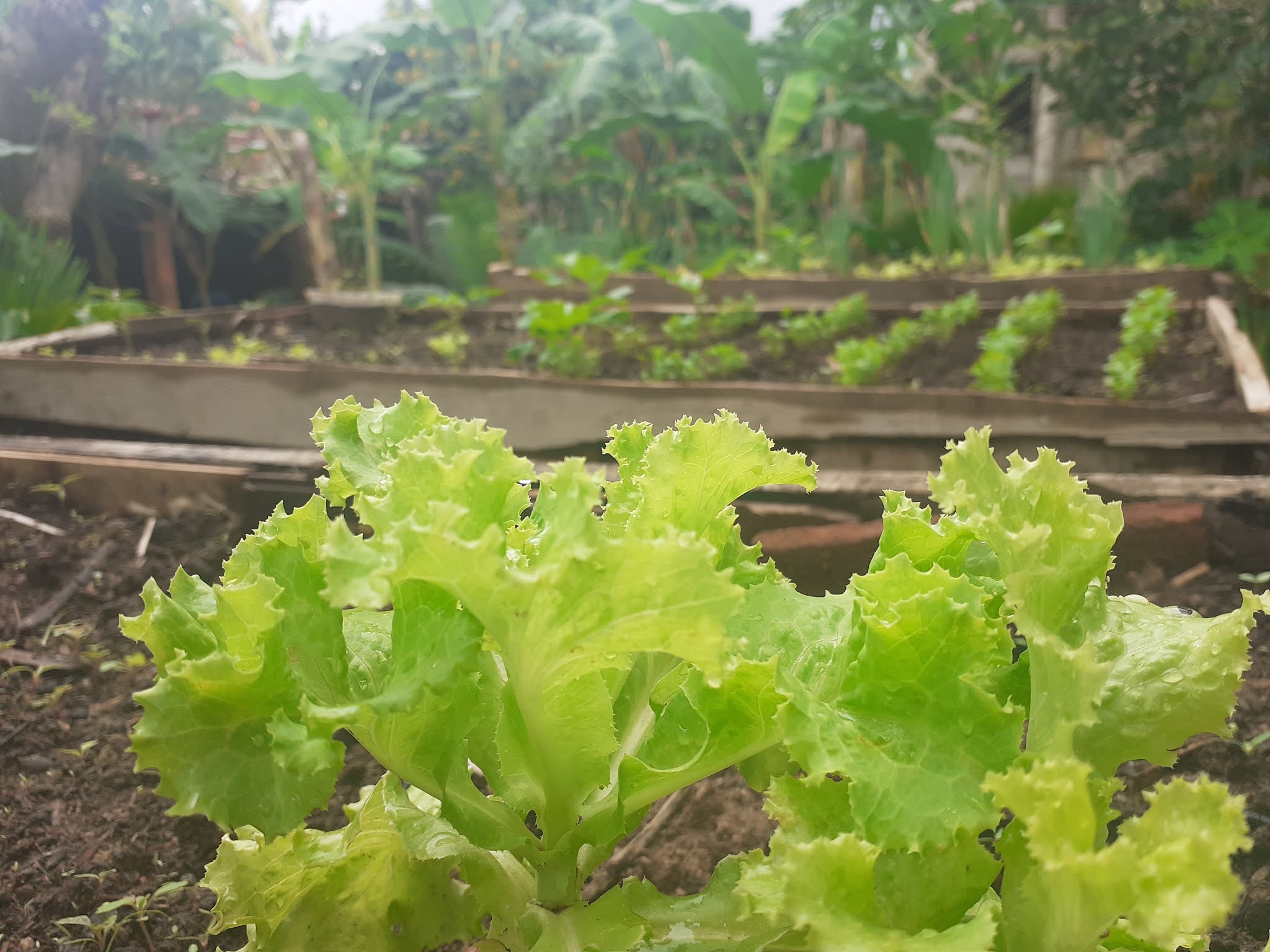 horta-suspensa-35-maneiras-criativas