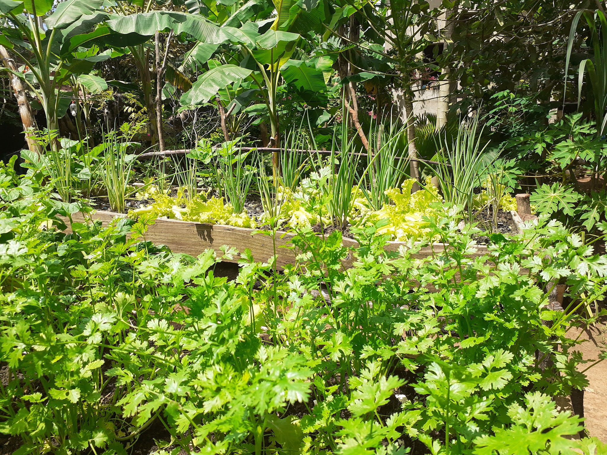 horta-suspensa-35-maneiras-criativas