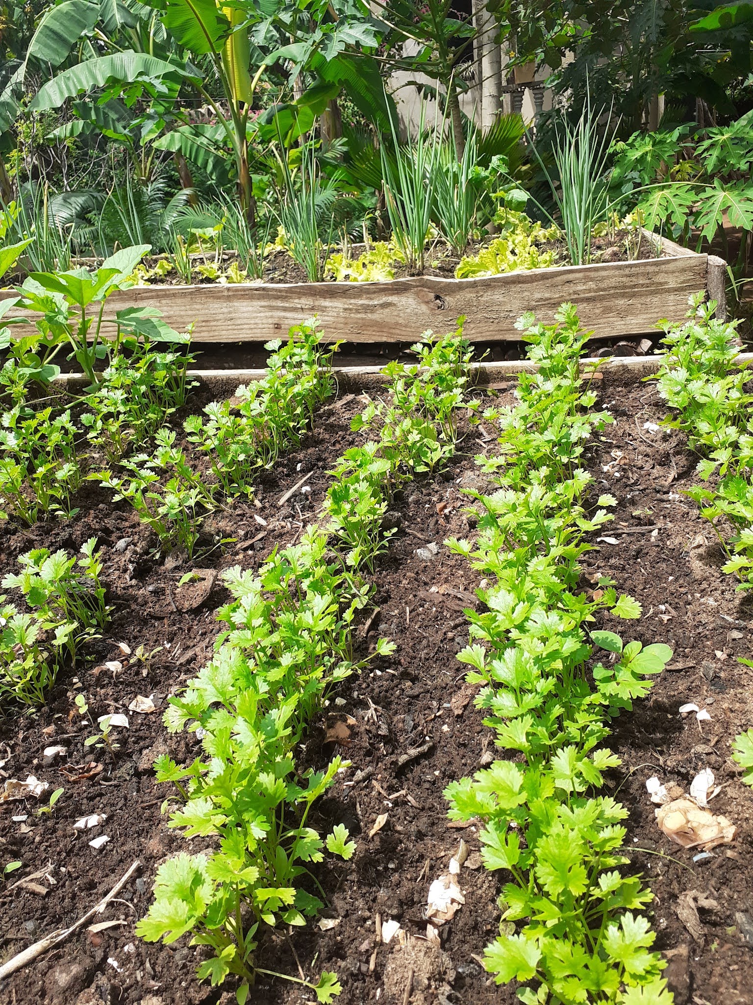 horta-suspensa-35-maneiras-criativas