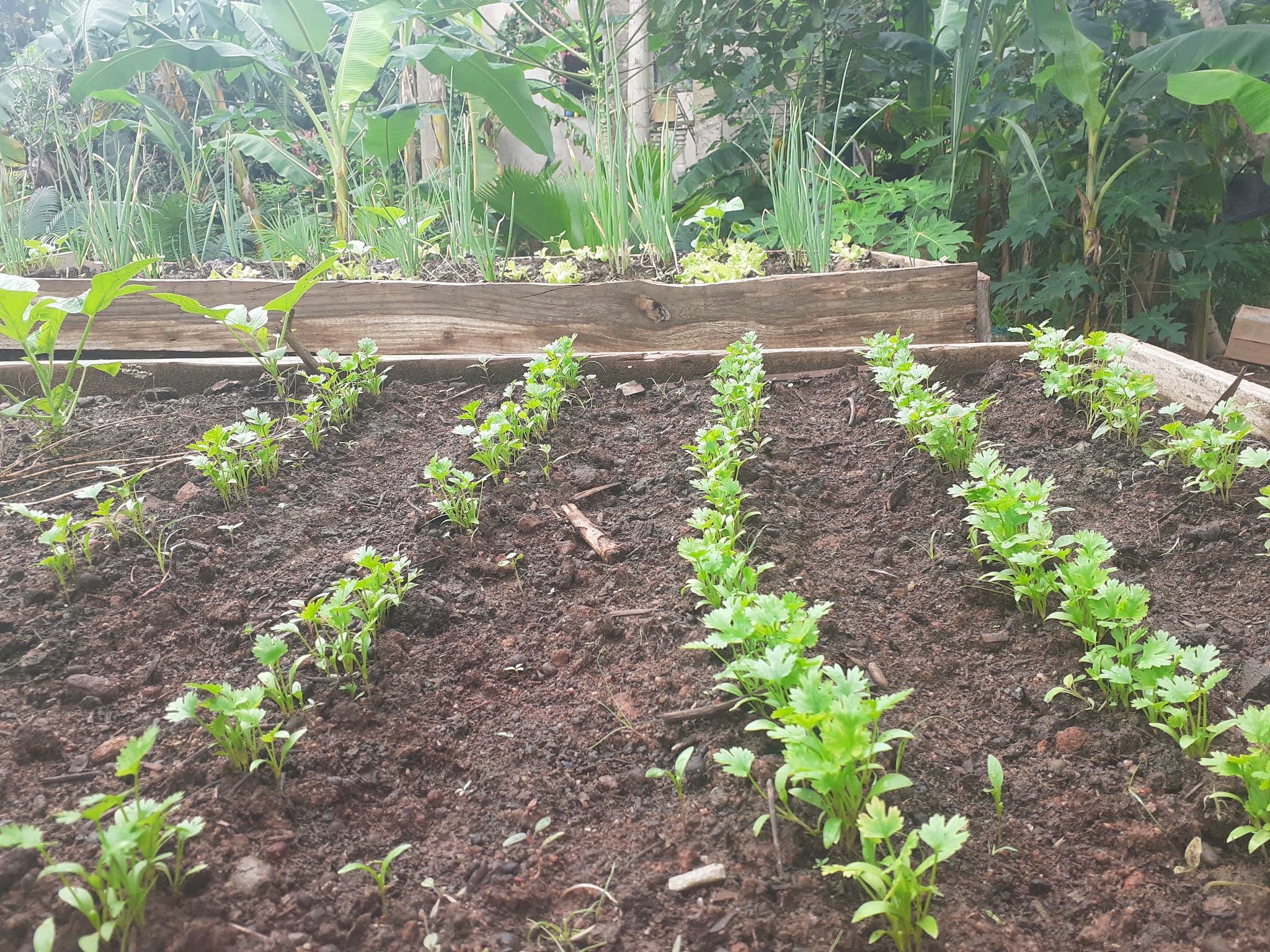 horta-suspensa-35-maneiras-criativas