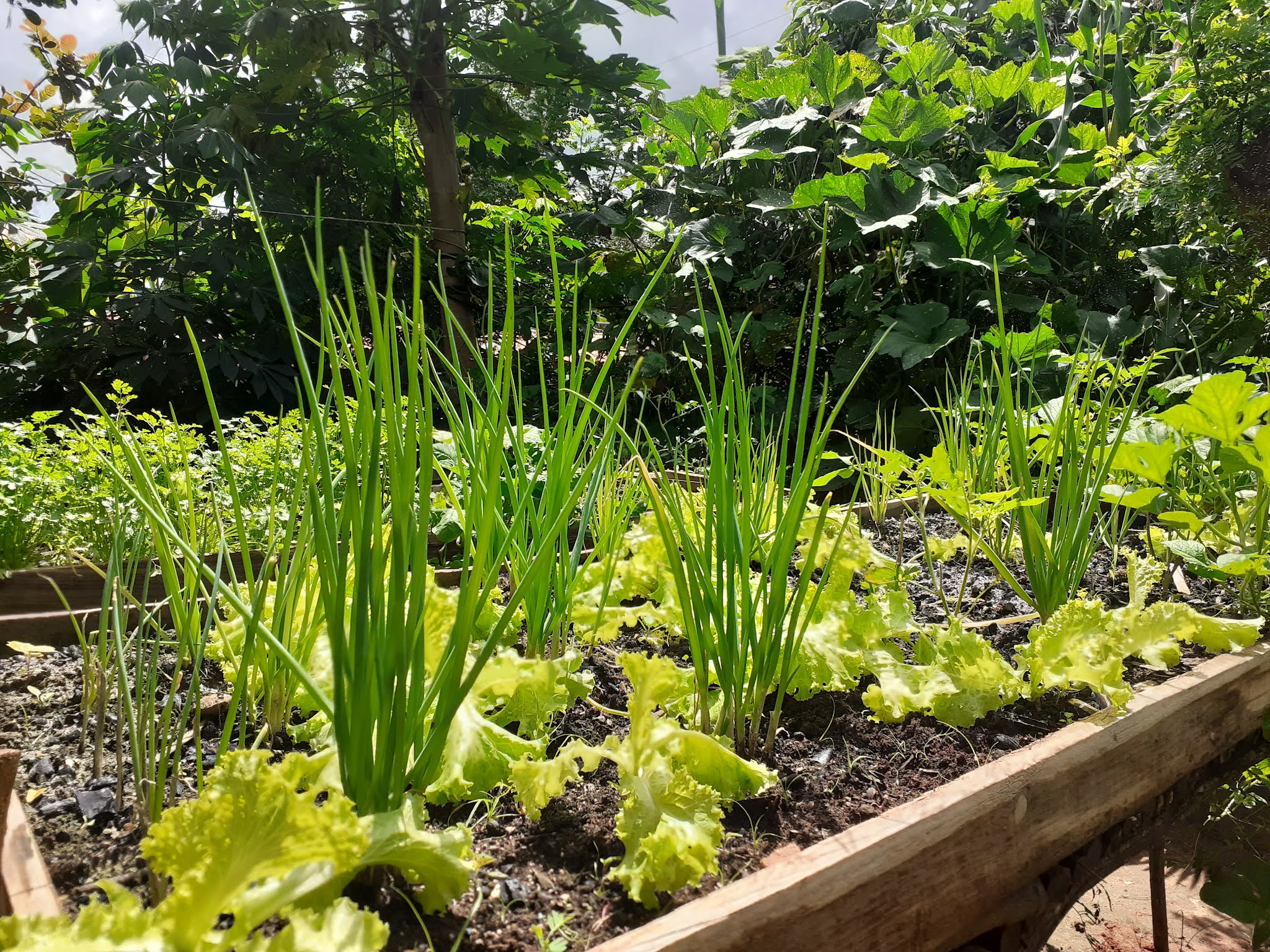 horta-suspensa-35-maneiras-criativas