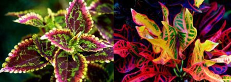 Cróton e Cóleus: duas espécies de plantas que são a cara do Carnaval